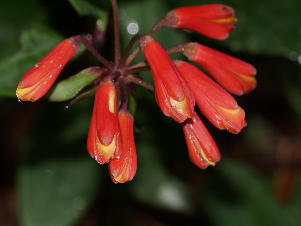 Бомарея. Цветущие растения Коста-Рики. Бомарея Пардина цветок. Косты цветы