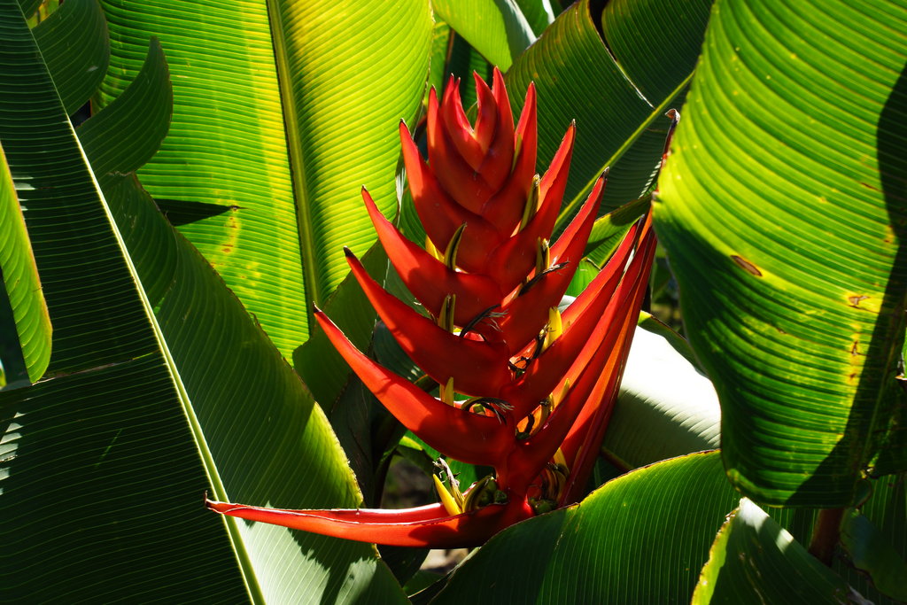 Косты цветы. Геликония. Коста Рика цветы. Коста растение. Цветущие растения Коста-Рики.