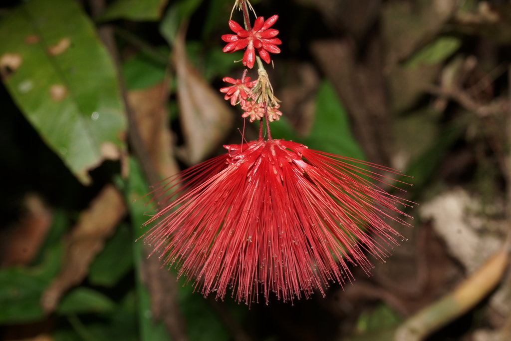 Косты цветы. Коста Рика растения. Растения Коста Рики. Цветы Коста Рики.