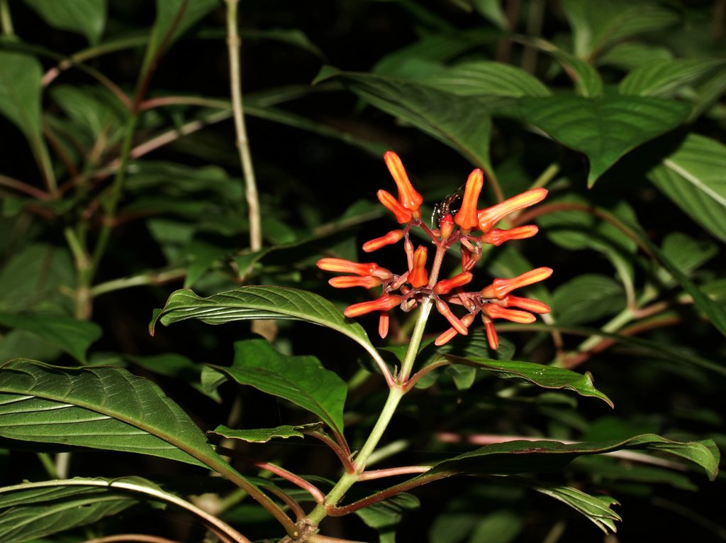 Цветущие растения Коста-Рики. Коста Рика растения рисунки. Чумбарики растение. Косты цветы
