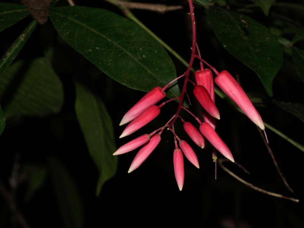 Цветущие растения Коста-Рики. Цветущие растения розового цвета Коста-Рики. Как выглядит цветок Коста. Quassia Nogga. Косты цветы
