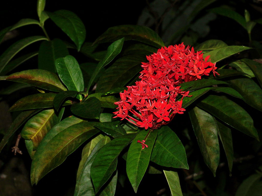 Косты цветы. Коста цветок. Цветущие растения Коста-Рики. Цветок Антонио. Коста цветок домашний.