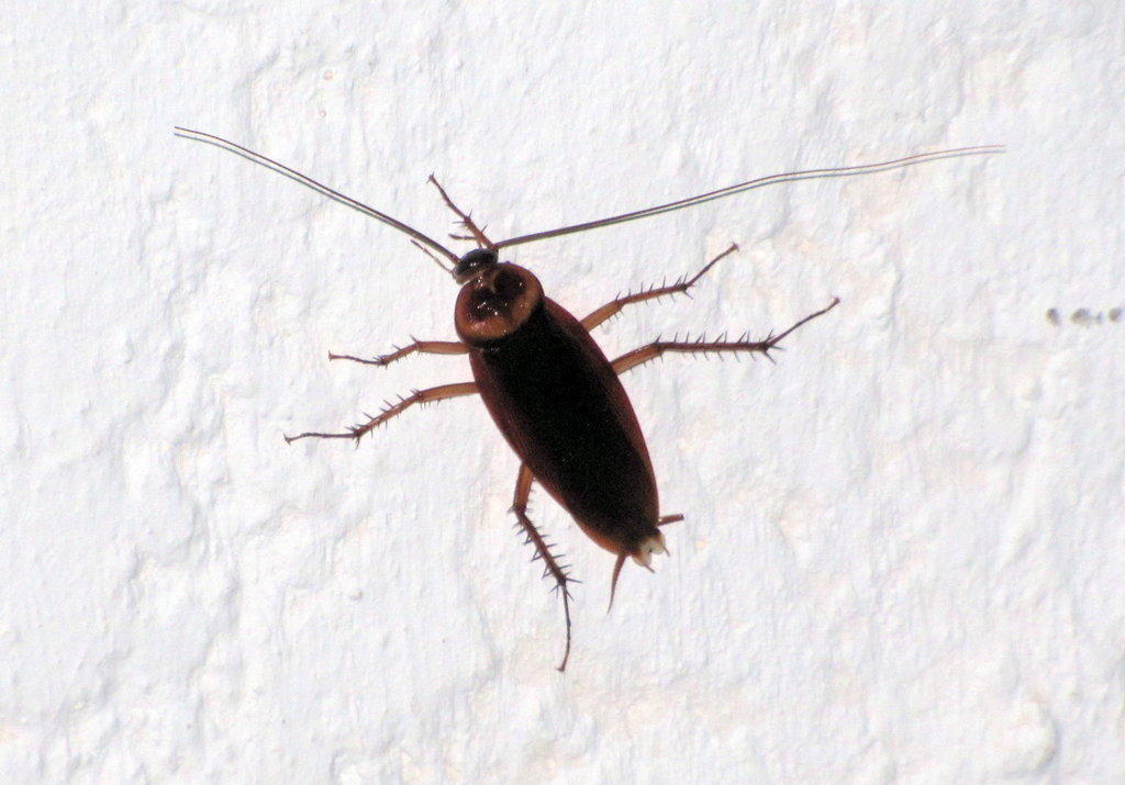 Черный жук похожий на таракана. Жук таракан черный летающий. Жук с усиками похож на таракана. Насекомое похожее на таракана.