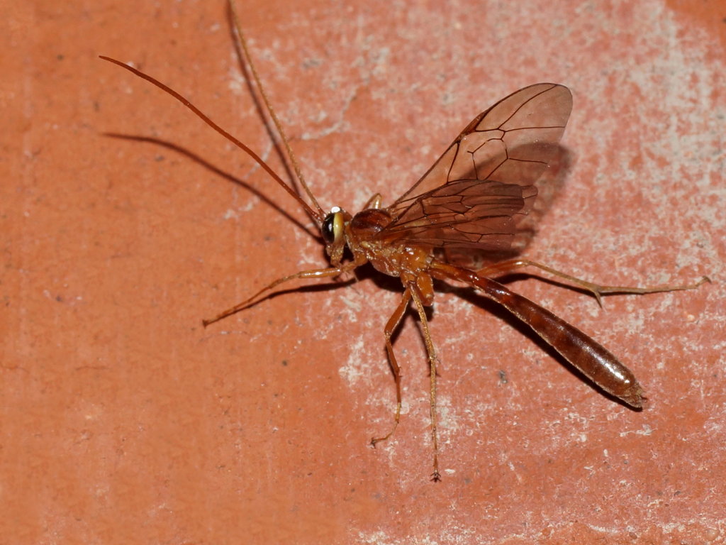 Оранжевый комар. Наездник лиссонота. Наездник лиссонота насекомое. Летающие насекомые с жалом. Летающее насекомое с длинным хвостом.